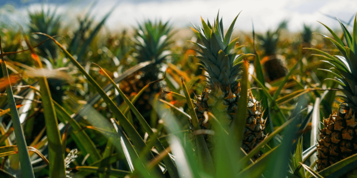 Maui-Pineapple-Farm